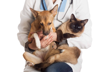 Porto Uni&atilde;o amplia castra&ccedil;&otilde;es gratuitas e abre vagas para pets
