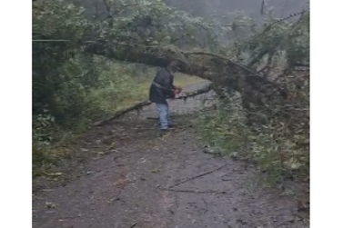 Queda de &aacute;rvore interrompe o tr&aacute;fego na estrada velha de Palmas em Uni&atilde;o da Vit&oacute;ria 