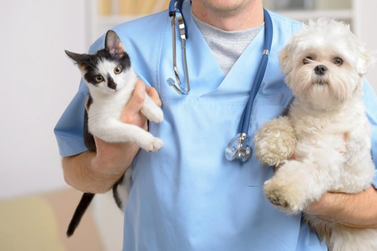 Cadastro aberto: Uni&atilde;o da Vit&oacute;ria ter&aacute; 300 castra&ccedil;&otilde;es gratuitas para c&atilde;es e gatos