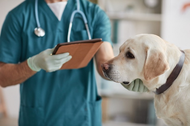 Cadastro do Castrapet Paran&aacute; termina nesta sexta-feira com vagas para c&atilde;es machos