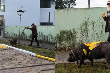 Conhe&ccedil;a Majornal, o porco de roupinha que virou celebridade em Irine&oacute;polis