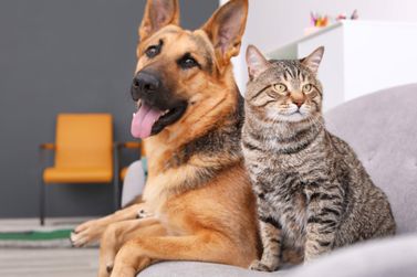 MPPR obt&eacute;m liminares que determinam medidas de prote&ccedil;&atilde;o animal em Uni&atilde;o da Vit&oacute;ria