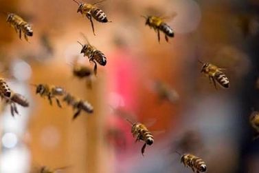 Bombeiros resgatam dois c&atilde;es ap&oacute;s ataque de abelhas em S&atilde;o Mateus do Sul