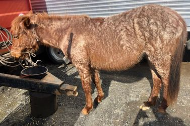 Cavalo solto em avenida de Porto Uni&atilde;o gera risco no tr&acirc;nsito e &eacute; apreendido