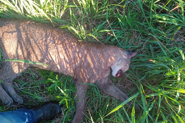 Felino &eacute; encontrado morto ap&oacute;s atropelamento na BR-280, em Tr&ecirc;s Barras