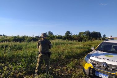 Pol&iacute;cia Ambiental identifica desmatamento de 1,31 hectare em S&atilde;o Mateus do Sul