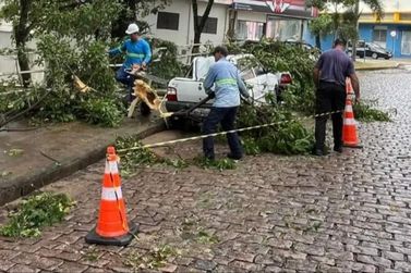Temporal derruba árvores e alaga ruas em São José do Rio Pardo