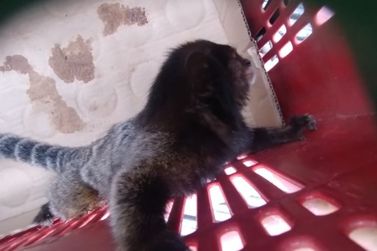 Macaco ferido é salvo por populares em Vargem 