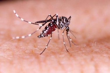 Vargem é a cidade com mais casos de dengue na região