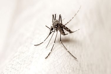 São José do Rio Pardo confirma 4 mortes por dengue 