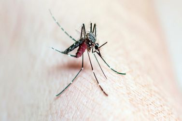 Vargem Grande do Sul atualiza os números da dengue 