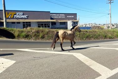 Cavalo invade rodovia e assusta motoristas em S&atilde;o Jo&atilde;o da Boa Vista 