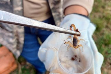 Escorpi&otilde;es j&aacute; fizeram quase 100 v&iacute;timas em Vargem neste ano