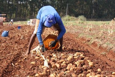 Vargem volta a intensificar a colheita da batata e pre&ccedil;os recuam, aponta Cepea