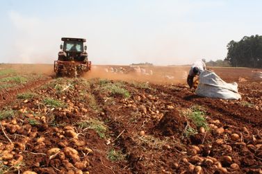 Pre&ccedil;os da batata t&ecirc;m queda nos principais atacados do Brasil 