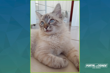 Apelo por informa&ccedil;&otilde;es sobre o paradeiro do gato Tigrinho, sumido em Vargem