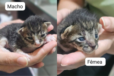 Dois filhotes de gato esperam por um lar em Vargem Grande do Sul