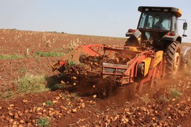 Maior oferta de batata em Vargem Grande do Sul pressiona pre&ccedil;os no Brasil