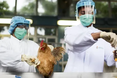 Primeiro caso de gripe aviária é confirmado em ave silvestre em Angra dos Reis