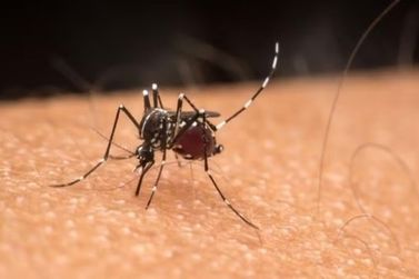 Angra dos Reis decreta surto de dengue em três bairros