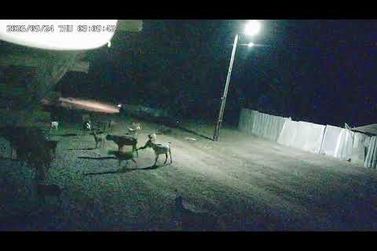 Pol&iacute;cia Civil investiga furtos de animais na zona rural de Buriti