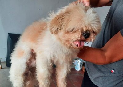 Tutor pode entrar em contato com a ANTV para reaver seu animalzinho