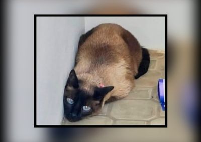 Catarina, uma siamesa com coleira rosa da Minnie, foi vista pela &uacute;ltima vez na Vila Maganhoto