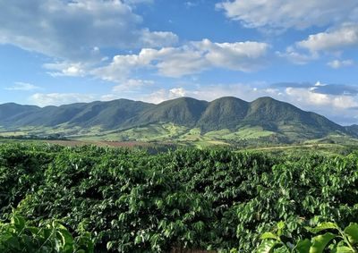 Cafeicultura, com destaque para caf&eacute;s vulc&acirc;nicos, tem grande import&acirc;ncia em Andradas