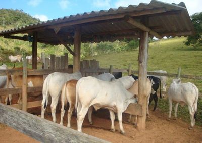 Produtores de Andradas devem declarar dados de todos os animais e descumprimento impede emiss&atilde;o da GTA