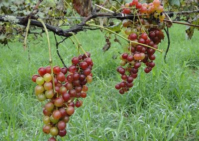Iniciativas incluem capacita&ccedil;&atilde;o de produtores, incentivo &agrave; legaliza&ccedil;&atilde;o de propriedades e valoriza&ccedil;&atilde;o da tradi&ccedil;&atilde;o regional da produ&ccedil;&atilde;o de uvas e vinhos