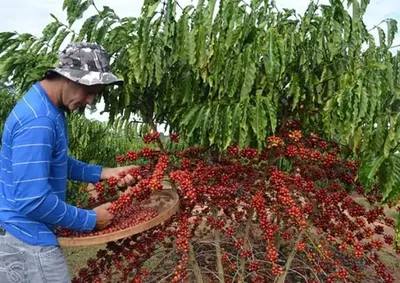 Produtores de Andradas e regi&atilde;o devem ter aumento no volume colhido