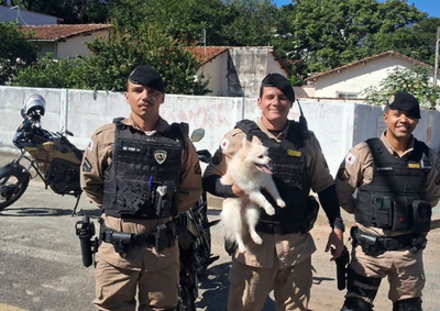 Animal foi encontrado correndo entre ve&iacute;culos e precisou ser acompanhado por cerca de 5 quil&ocirc;metros