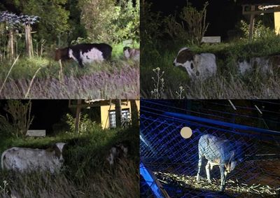 Militares recuperaram seis animais que j&aacute; estavam separados para serem levados durante tentativa de crime