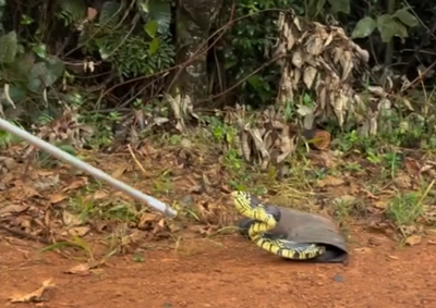 Serpente de aproximadamente dois metros foi capturada em seguran&ccedil;a no bairro Pinheirinho e devolvida &agrave; natureza