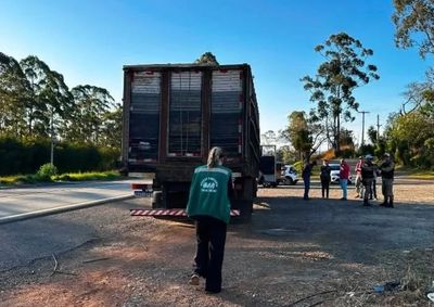 Pol&iacute;cia MIlitar Rodovi&aacute;ria identificou aus&ecirc;ncia da Guia de Tr&acirc;nsito Animal durante fiscaliza&ccedil;&atilde;o e equipe do IMA foi acionada