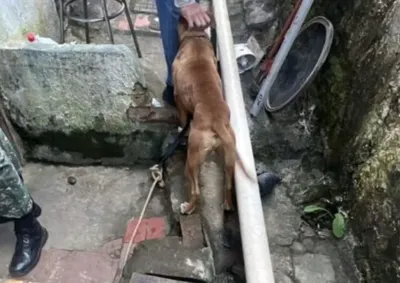 A&ccedil;&atilde;o militar encontrou tr&ecirc;s animais em condi&ccedil;&otilde;es inadequadas e os c&atilde;es foram recolhidos