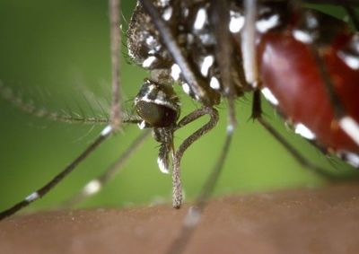Minist&eacute;rio da Sa&uacute;de orienta a refor&ccedil;arem medidas de preven&ccedil;&atilde;o contra o Aedes aegypti
