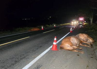 Acidente resultou em outros dois bovinos feridos. Motorista do ve&iacute;culo n&atilde;o se feriu.