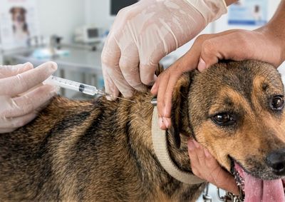 A&ccedil;&atilde;o tem como objetivo imunizar c&atilde;es e gatos contra a raiva