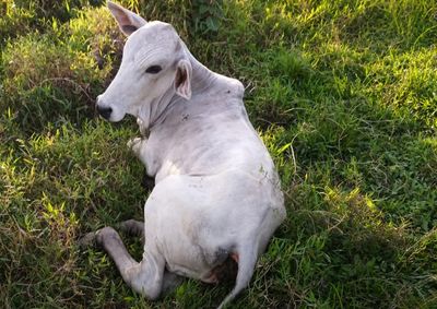 Pessoa que teve contato com o animal foi encaminhada para avalia&ccedil;&atilde;o e profilaxia