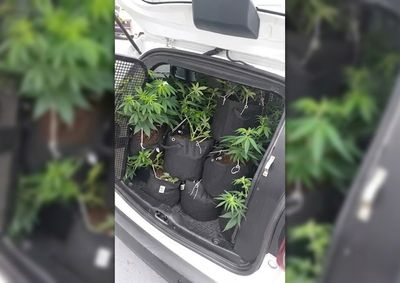 Policiais localizaram tr&ecirc;s estufas com cultivo de cannabis, materiais para manipula&ccedil;&atilde;o das plantas e um rev&oacute;lver municiado