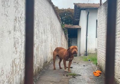 Animais foram recolhidos em duas ocorr&ecirc;ncias distintas e um tutor foi preso