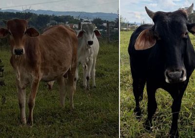 Animais foram levados de um pasto no bairro da Cipriana e a PM encontrou arames da cerca cortados