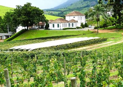 Passeio apresenta pesquisas sobre vitivinicultura, cultivo das uvas, produ&ccedil;&atilde;o de vinhos e degusta&ccedil;&atilde;o sensorial