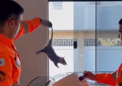 Animal estava assustado na recep&ccedil;&atilde;o do estabelecimento e foi resgatado pelo Corpo de Bombeiros