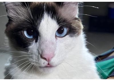 Gato Agnos sumiu no Centro de Conven&ccedil;&otilde;es no in&iacute;cio de setembro; fam&iacute;lia vive dias de ang&uacute;stia e pede apoio da popula&ccedil;&atilde;o