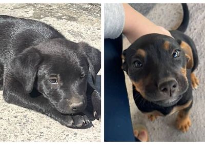 Os cachorrinhos Beca e Bento sumiram no bairro Port&atilde;o, em Atibaia. Quem tiver informa&ccedil;&otilde;es pode entrar em contato pelo telefone: (11) 95629-7484