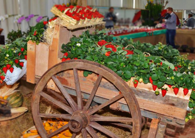 Evento em Atibaia retorna com &aacute;reas ampliadas, atra&ccedil;&otilde;es culturais, gastronomia diversificada e expectativa de p&uacute;blico