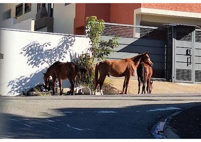Animais foram vistos na tarde deste domingo e chamaram a aten&ccedil;&atilde;o de moradores da regi&atilde;o