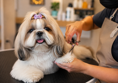 Com cuidado e atendimento especializado, o Sofistic&atilde;o mostra como a tosa higi&ecirc;nica contribui para a limpeza e o bem-estar dos pets